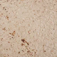 نان تافتون (آرد کامل گندم)