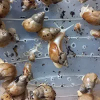 حلزون ) هم تراپی هم حیوان خانگی(