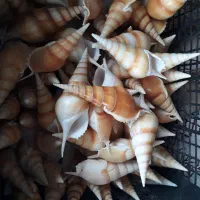 صدف دریائی|صنایع دستی و سایر لوازم تزئینی|بندرعباس, |دیوار