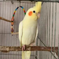 جوجه عروس هلندی سخنگو رام و دستی