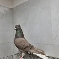 نر دم سفید ۱۶ دم