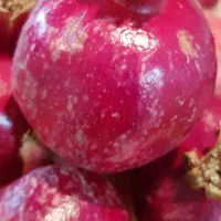 انار درجه یک رباب قصردشتی دانه قرمز میخوش|خوردنی و آشامیدنی|شیراز, میرزاکوچک خان|دیوار