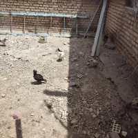 جوجه محلی