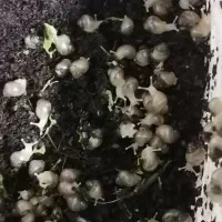 حلزون هاهمه فروشی