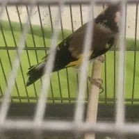 سره|پرنده|تهران, خاک سفید|دیوار