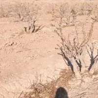 اصلاح درخت زرشک|خدمات باغبانی و درختکاری|قائن, |دیوار