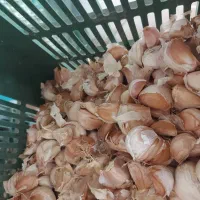 سیر محلی درجه یک