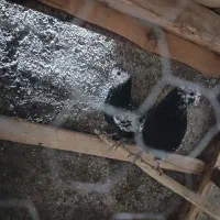 کفتر پرشی سالم وسرحال