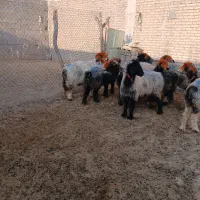 فروش میش