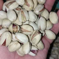 پیوندرخت پسته