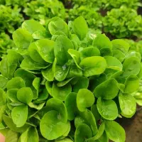 سبزه ی نارنج