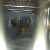 سره