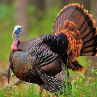 خرید و فروش خروس و مرغ اوردک بوقلمون|حیوانات مزرعه|کرج, آق تپه|دیوار