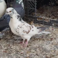 کفتر|پرنده|قم, ولیعصر|دیوار