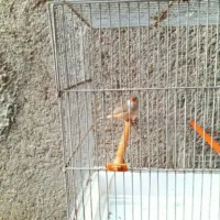 فنچ شرط و تضمین کارداده فنچ ها معمولی نیستن|پرنده|چمران, |دیوار