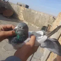 کفتر|پرنده|ماهدشت, |دیوار