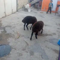 دو بره یک نر ویک ماده|حیوانات مزرعه|شوشتر, |دیوار