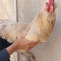 جفت گلین و خروس مرندی