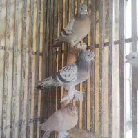 سوسنی ونکی|پرنده|شیراز, نیستان|دیوار