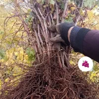 نهال ریشه انگور سیاه دوسال|خدمات باغبانی و درختکاری|کرمانشاه, |دیوار