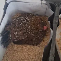 تخم مرغ نطفه دار گلین|حیوانات مزرعه|قم, بیانی|دیوار