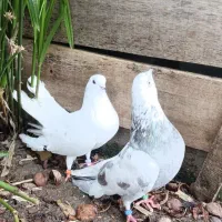 کبوتر پاک سفید.کله ماستی.پرشی|پرنده|لنگرود, |دیوار