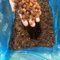 کشمش خوراکی|خوردنی و آشامیدنی|شوشتر, |دیوار