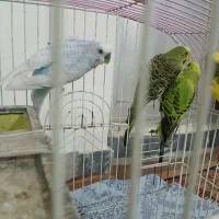 مرغ عشق دو جفت آس|پرنده|نکا, |دیوار