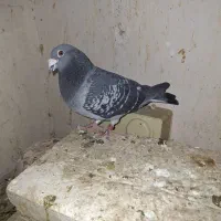 کفتر|پرنده|قم, کلهری|دیوار