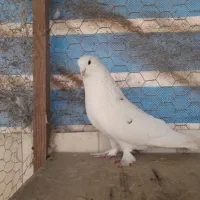 کبوتر سفید نر
