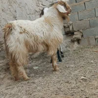 دوتا.کهره مری چاق یک نر یک ماده|حیوانات مزرعه|زابل, |دیوار