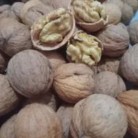 گردو روغنی