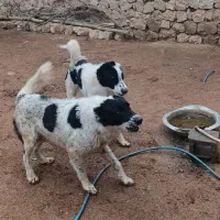 قیمت کنار میام