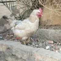 مرغ و خروس|حیوانات مزرعه|کاشان, امیرکبیر|دیوار