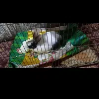 بچه خرگوش