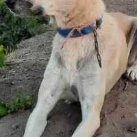 فروش ماده سرابی آماده جفت گیری|سگ|لیلان, |دیوار