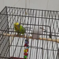 مرغ عشق دو جفت من شرایط نگهداریشو ندارم