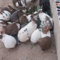 فروش خرگوش اهلی تمیز قیمت مناسب