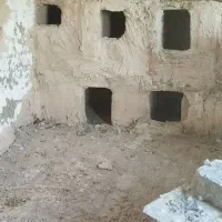 کبوتر طوقی|پرنده|عطاملک, |دیوار