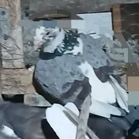 کبوتر