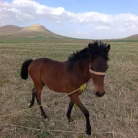 فروش اسب یک ساله