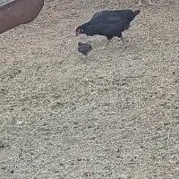 فروش مرغ وجوجه