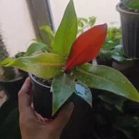 فیلندرون|گل و گیاه طبیعی|اهواز, فاز ۱ پادادشهر|دیوار