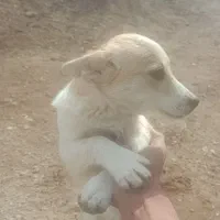 حیوانات سگ|سگ|یزدان شهر, |دیوار