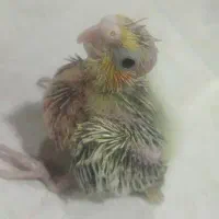 جوجه عروس هلندی
