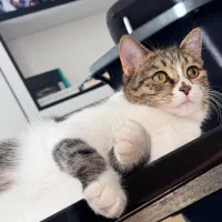 واگذاری گربه رایگان|گربه|شیراز, حافظیه|دیوار