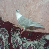یک عدد جوجه ساده گمشده محدودیه کشاورز