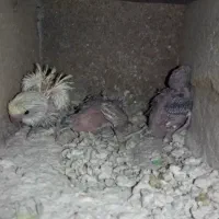 مرغ عشق پروانه ای مولد با جوجه سرلاکی دوگل فول