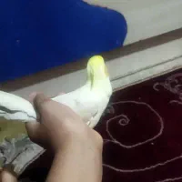 عروس هلندی