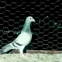 ماده سبز پلاکی